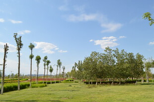 田园风光中的绿树蓝天