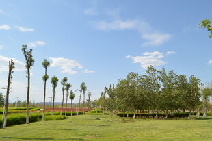 户外绿意盎然的园林景观