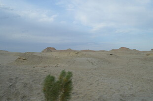 沙漠中的绿色孤植景观