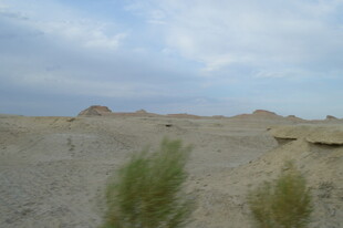 沙漠中的零星绿植景观