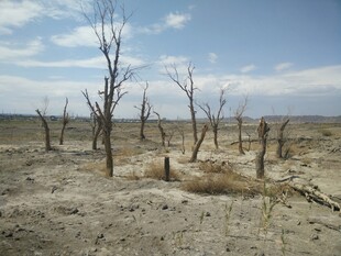 荒凉枯树的干旱土地