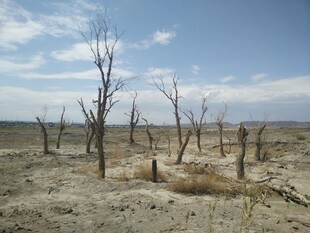 荒凉枯树的干旱土地景象