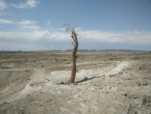 荒漠中屹立的枯树