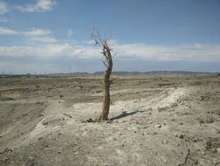 荒漠中孤独的枯树