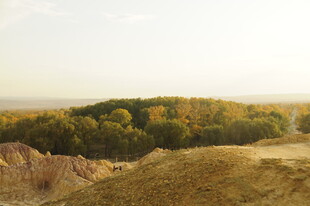秋日山丘上的多彩树林