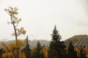 秋日山林中的挺拔树木