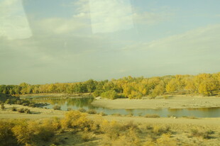 秋日河畔金黄树林美景