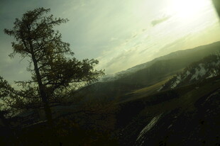 黄昏下的孤树与旷野