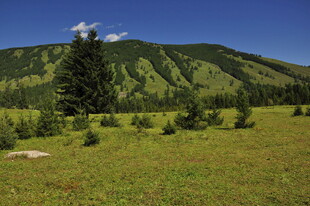 山间草地与挺拔树木景观