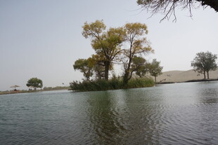 湖畔树木映于平静水面