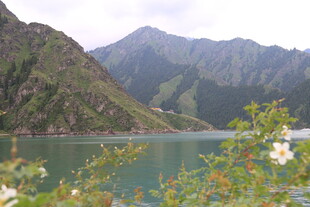 山间碧湖绽放白色花朵