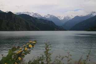 湖畔黄花映雪山美景