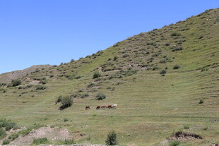 绿意盎然的山坡风景