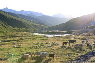 山间牧场群畜悠然景象