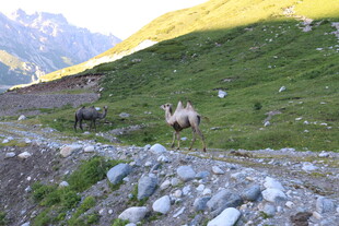 山间草地的悠闲动物