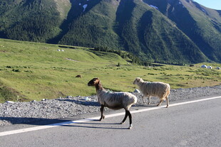 公路上的两只山羊