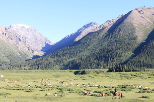 草原山间的牧群风光