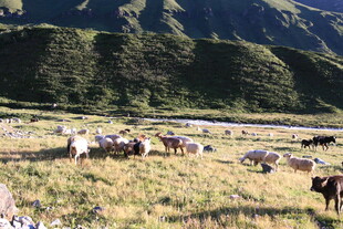 草原上的牛群与青山