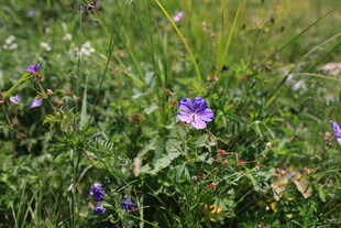 草丛中的紫色小花