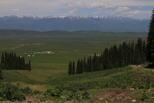 山间绿野 葱郁林木与远景
