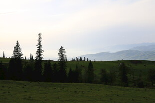 草原松林与远山美景