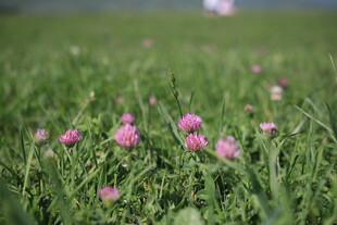 草地上的粉色小花