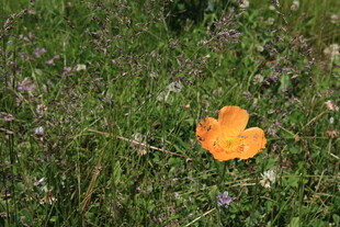 草丛中的橙色蘑菇