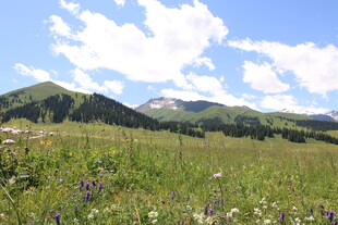 山间草地野花蓝天美景