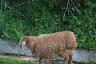 路边的棕色绵羊