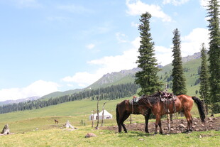 草原骏马与悠闲的人们