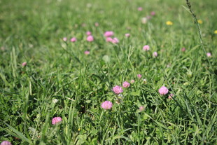 绿草间绽放的粉嫩小花