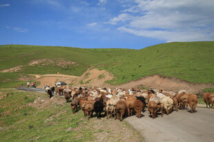 草原牧道上的牛群迁徙