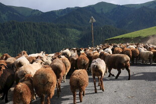 羊群漫步在山间公路