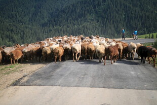 羊群横穿公路的壮观景象