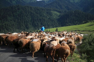 山间牧人赶羊群