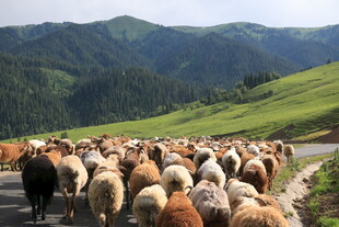 山间牧道上的羊群
