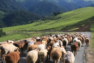 羊群漫步山间公路