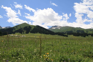 高山下的翠绿草原风光