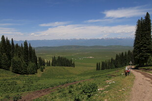 山间小路旁的葱郁森林
