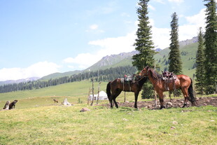 草原骏马风景图