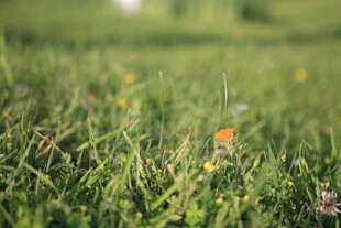 翠绿草地中的橙色小花
