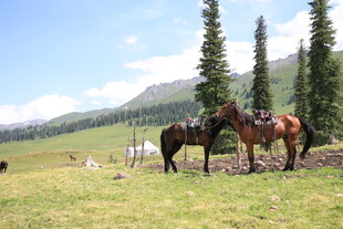 草原上的两匹马