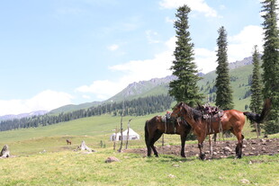 草原上的马匹与美丽风光