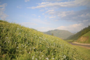 山间绿野公路美景