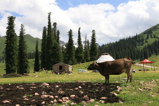 草原牧牛与山林美景