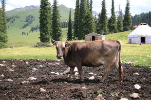 草原上的牛与蒙古包