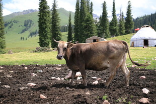 田园中耕地的黄牛
