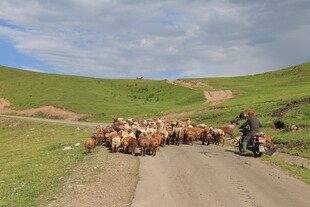 牧人赶羊群穿行于乡野路