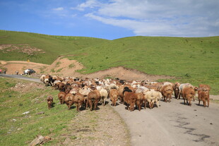 草原牧道上的羊群