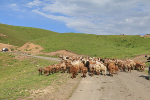 草原牧道上的羊群
